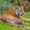 Raubtierführung im Zoo Duisburg