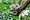 Save the Koala Day im Zoo Duisburg