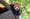 Red Panda Day im Zoo Duisburg