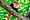 Red-Panda-Day im Zoo Duisburg