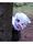 Halloween im Wald