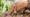 Themenführung ,Tierische Triumphe' im Zoo Duisburg
